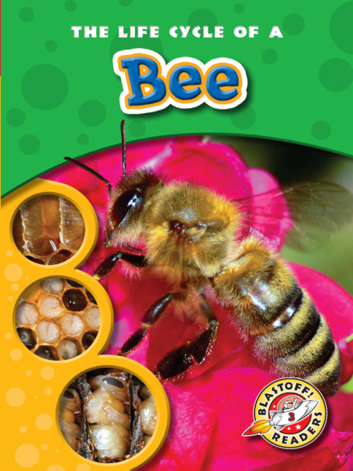 Title details for The Life Cycle of a Bee by Mandy Kaplan - Wait list